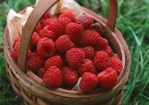 新井薬師前で美味しい焼き鳥店へ通おう