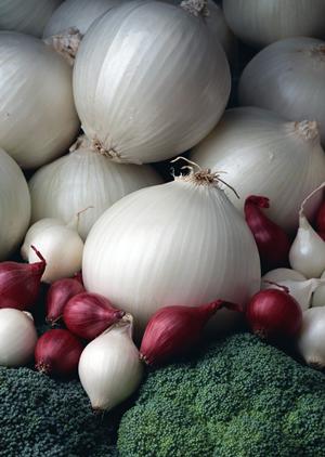 湘南台でもつ鍋と焼き鳥を楽しむなら